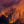 An oil painting as a limited edition canvas print depicting a bull moose in a fiery wildfire setting by Montana wildlife artist James Corwin.