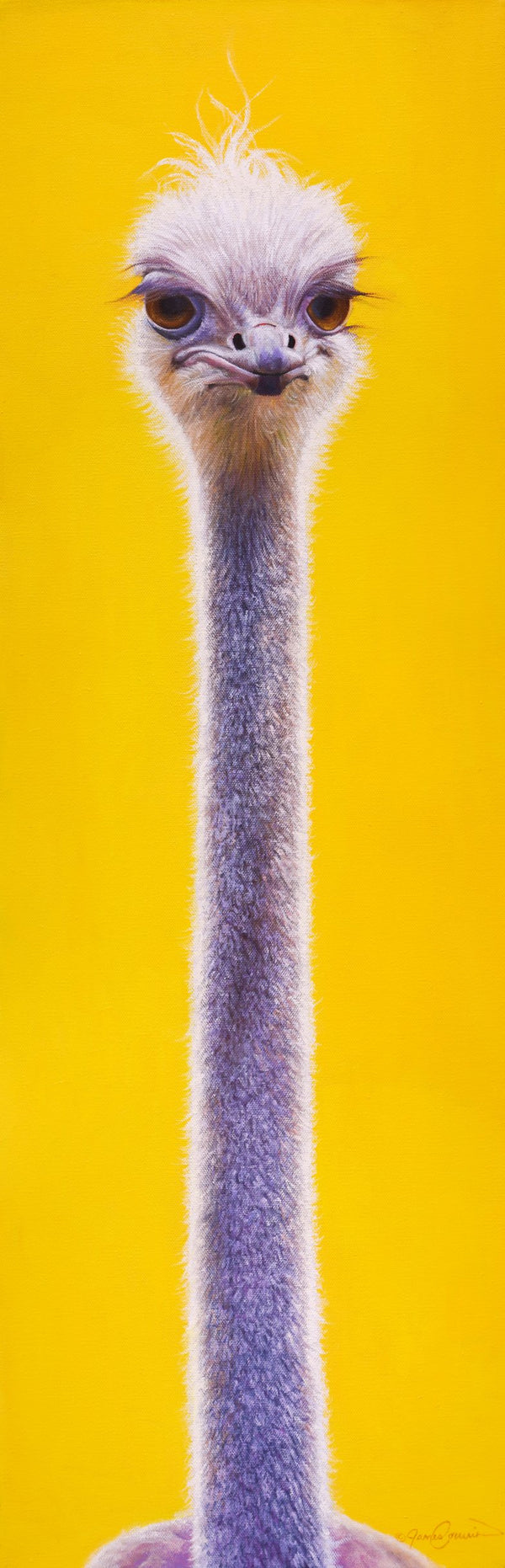 An oil painting of a sassy ostrich portrait with a contemporary yellow background as a limited edition print by wildlife artist James Corwin.