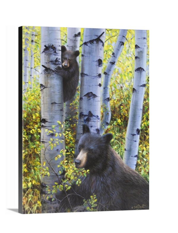 A baby black bear climbs an aspen tree to keep watch over mamma bear as she eats berries in the fall aspen trees painting art limited edition print by james corwin fine art montana artist