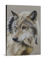 Porträt eines Wolfes - Offene Ausgabe