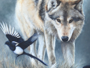 An oil painting of a grey wolf with magpies as a limited edition canvas giclee print by wildlife artist James Corwin.
