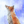 A red fox sits peacefully watching the snow fall. A painting as a limited edition canvas print by wildlife artist James Corwin.