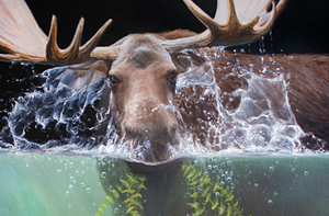 moose in water splashing eating seaweed turtle and perch fish swim away wildlife art by james corwin painting