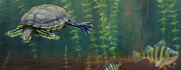 moose in water splashing eating seaweed turtle and perch fish swim away wildlife art by james corwin painting
