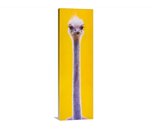 An oil painting of a sassy ostrich portrait with a contemporary yellow background as a limited edition print by wildlife artist James Corwin.