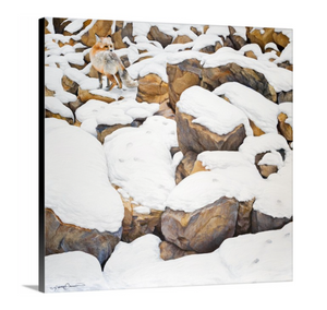 A painting of a fox among rocks covered in snow by wildlife artist James Corwin.
