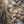 An oil painting as a limited edition canvas print of a grizzly bear looking at its reflection by wildlife artist James Corwin.