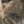 An oil painting as a limited edition canvas print of a grizzly bear looking at its reflection by wildlife artist James Corwin.
