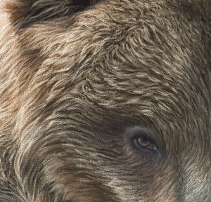 An oil painting as a limited edition canvas print of a grizzly bear looking at its reflection by wildlife artist James Corwin.