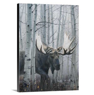 A canvas print of a bull moose in a winter aspen forest setting. Montana Oil painting by wildlife artist James Corwin.