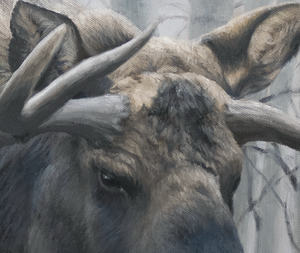 A canvas print of a bull moose in a winter aspen forest setting. Montana Oil painting by wildlife artist James Corwin.