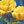 Better in Yellow-Open Edition