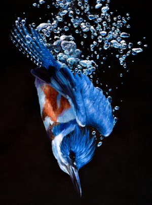 A belted kingfisher dives through water to catch a minnow fish. A giclee canvas print of an oil painting by wildlife artist James Corwin.