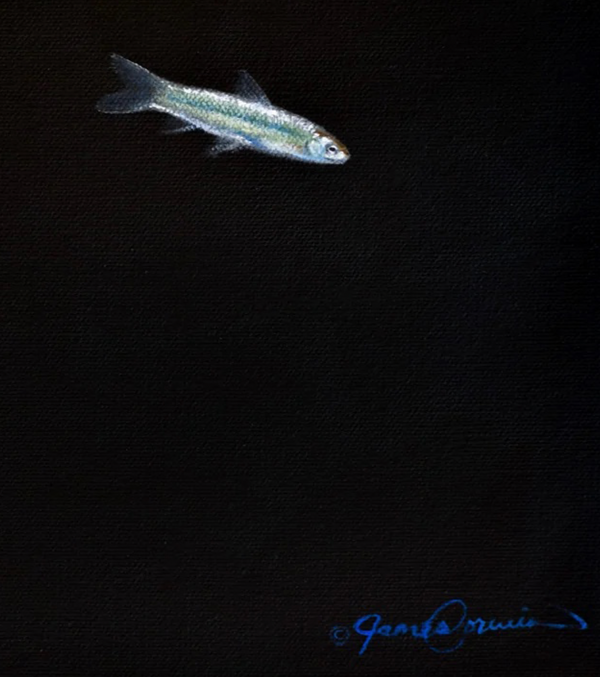 A belted kingfisher dives through water to catch a minnow fish. A giclee canvas print of an oil painting by wildlife artist James Corwin.
