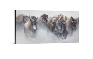 The Thundering Herd - First in Series