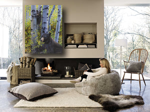  A baby black bear climbs an aspen tree to keep watch over mamma bear as she eats berries in the fall aspen trees painting art limited edition print hanging in room