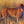 Cheetah oil painting fine art by james corwin wildlife artist