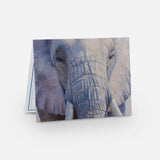 Paquete de tarjetas de elefante