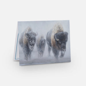 Bison Notecard Pack