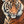 sumatran tiger portrait limited edition art print