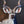 Kudu african antelope portrait limited edition art print oil painting by wildlife artist James Corwin